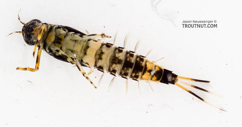 Ventral view of a Male Ameletus suffusus (Ameletidae) (Brown Dun) Mayfly Nymph from the Cedar River in Washington