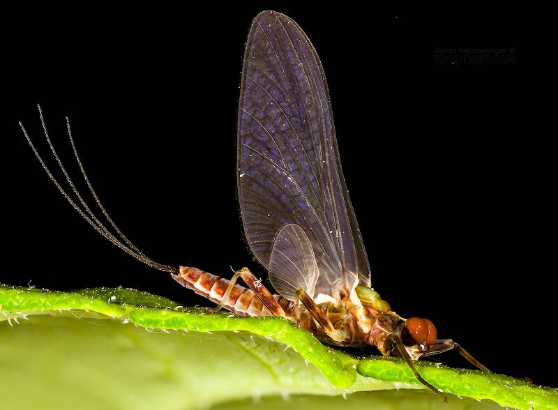 Male Drunella flavilinea (Ephemerellidae) (Flav) Mayfly Dun from the Cedar River in Washington