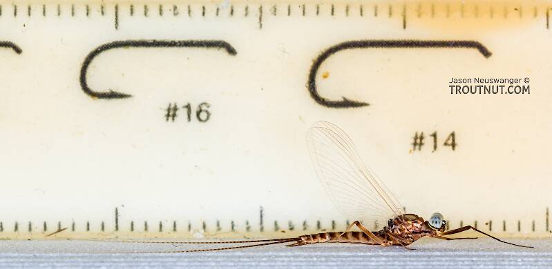 Ruler view of a Male Ecdyonurus criddlei (Heptageniidae) (Little Slate-Winged Dun) Mayfly Spinner from the Bitterroot River in Montana The smallest ruler marks are 1 mm.