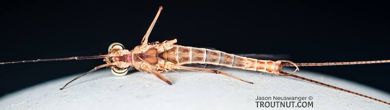 Ventral view of a Male Ecdyonurus criddlei (Heptageniidae) (Little Slate-Winged Dun) Mayfly Spinner from the Bitterroot River in Montana