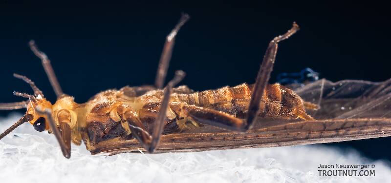 Male Tallaperla maria (Peltoperlidae) (Roachfly) Stonefly Adult from Mystery Creek #42 in Pennsylvania