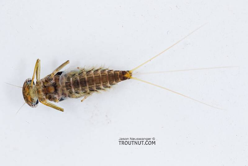 Ventral view of a Rhithrogena hageni (Heptageniidae) (Western Black Quill) Mayfly Nymph from the South Fork Snoqualmie River in Washington