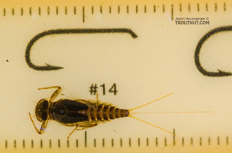 Ruler view of a Rhithrogena hageni (Heptageniidae) (Western Black Quill) Mayfly Nymph from the South Fork Snoqualmie River in Washington The smallest ruler marks are 1 mm.
