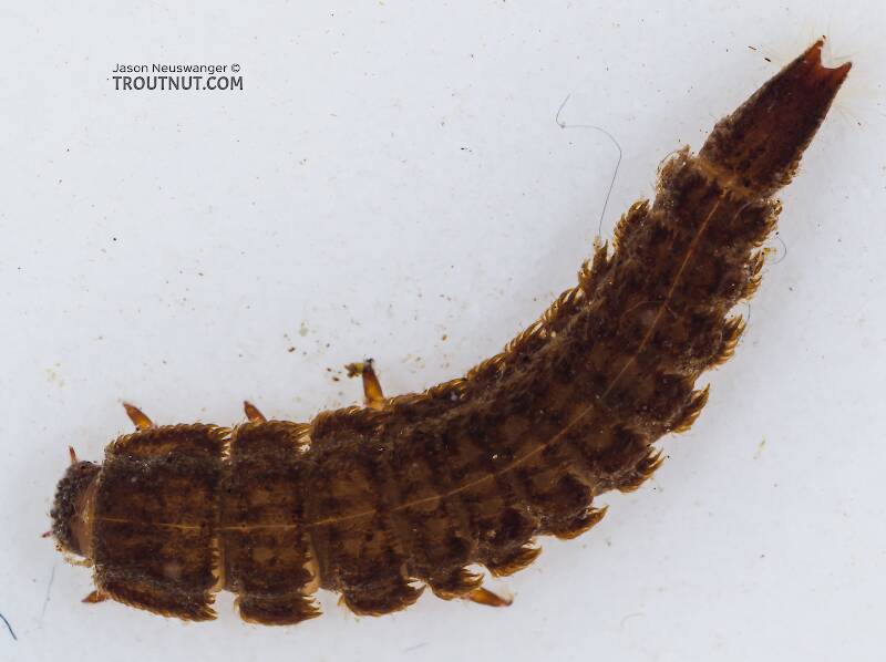 Lara  Riffle Beetle Larva