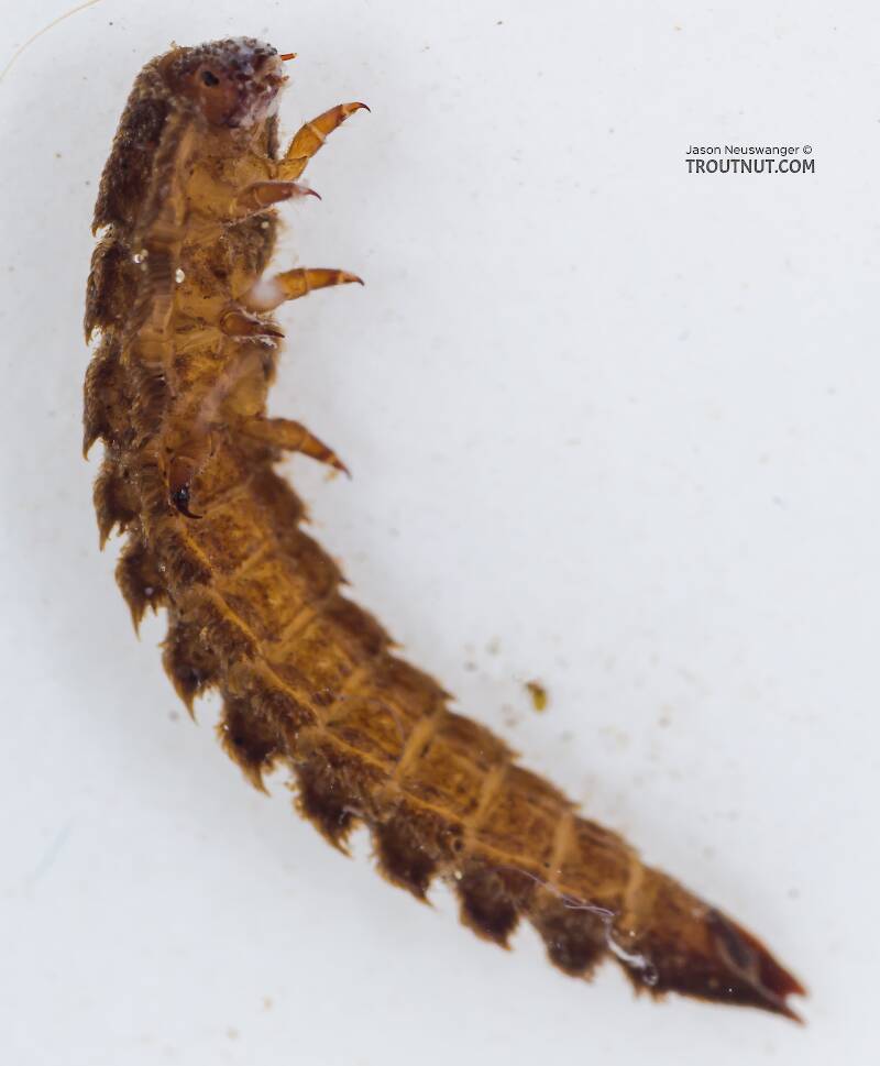 Ventral view of a Lara (Elmidae) Riffle Beetle Larva from the South Fork Snoqualmie River in Washington