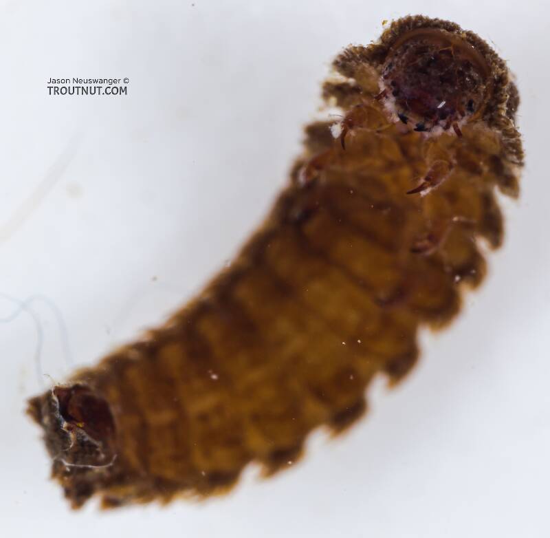 Lara (Elmidae) Riffle Beetle Larva from the South Fork Snoqualmie River in Washington