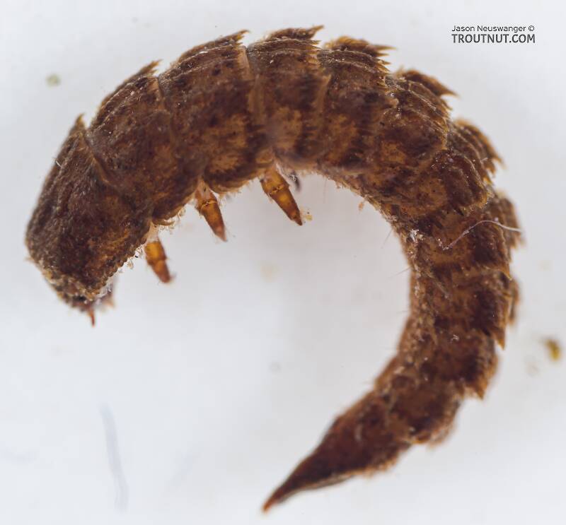 Lara (Elmidae) Riffle Beetle Larva from the South Fork Snoqualmie River in Washington