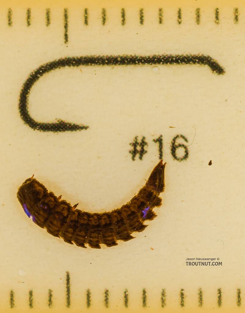 Ruler view of a Lara (Elmidae) Riffle Beetle Larva from the South Fork Snoqualmie River in Washington The smallest ruler marks are 1 mm.