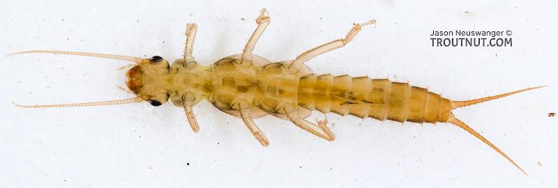 Ventral view of a Sweltsa (Chloroperlidae) (Sallfly) Stonefly Nymph from the South Fork Snoqualmie River in Washington