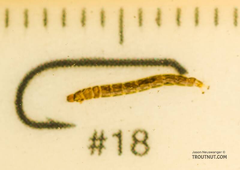 Ruler view of a Chironomidae (Midge) True Fly Larva from the South Fork Snoqualmie River in Washington The smallest ruler marks are 1 mm.