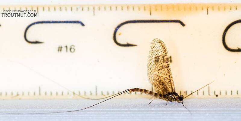 Ruler view of a Male Cinygmula uniformis (Heptageniidae) Mayfly Spinner from the South Fork Snoqualmie River in Washington The smallest ruler marks are 1 mm.