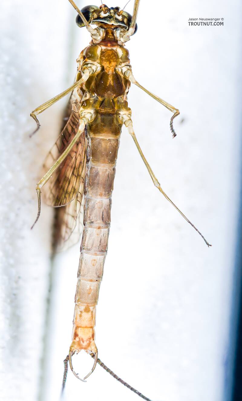 Ventral view of a Male Cinygmula uniformis (Heptageniidae) Mayfly Spinner from the South Fork Snoqualmie River in Washington