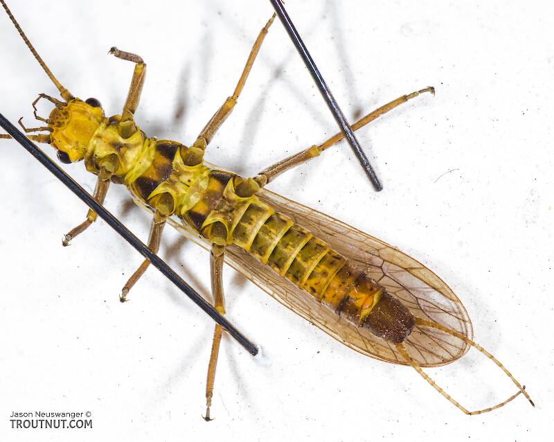 Ventral view of a Male Isoperla fulva (Perlodidae) (Yellow Sally) Stonefly Adult from Mystery Creek #295 in Washington
