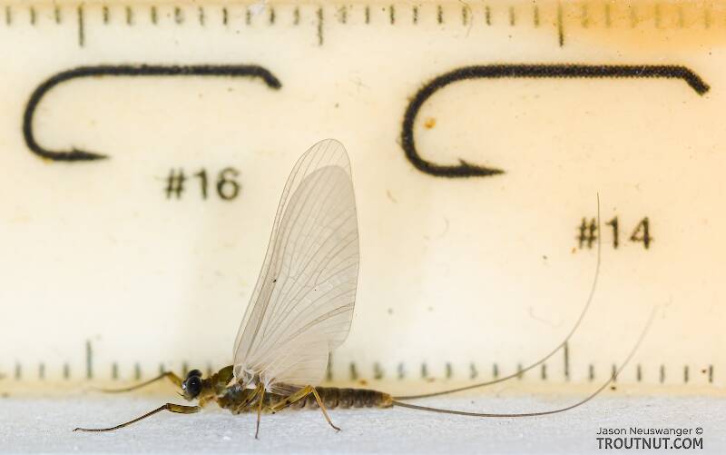 Ruler view of a Male Epeorus longimanus (Heptageniidae) (Slate Brown Dun) Mayfly Dun from Mystery Creek #295 in Washington The smallest ruler marks are 1 mm.