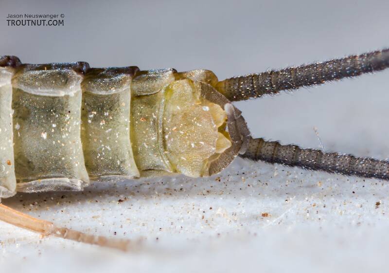 Male Epeorus longimanus (Heptageniidae) (Slate Brown Dun) Mayfly Dun from Mystery Creek #295 in Washington