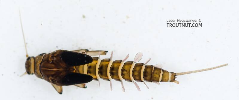 Baetis bicaudatus (Baetidae) (BWO) Mayfly Nymph from Chatter Creek in Washington