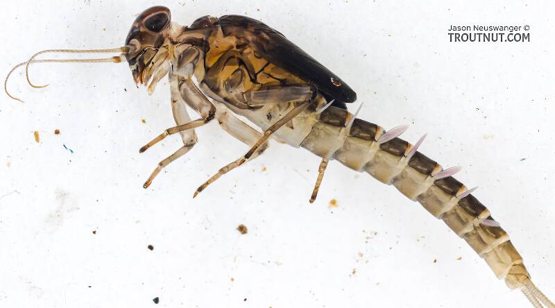 Lateral view of a Male Baetis bicaudatus (Baetidae) (BWO) Mayfly Nymph from Chatter Creek in Washington