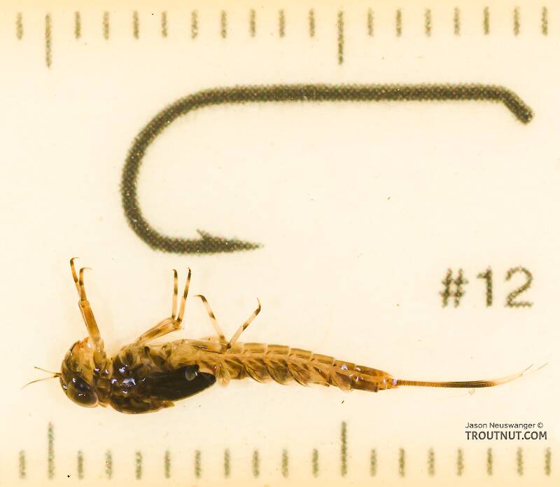 Ruler view of a Male Ameletus vernalis (Ameletidae) (Brown Dun) Mayfly Nymph from the Icicle River in Washington The smallest ruler marks are 1 mm.