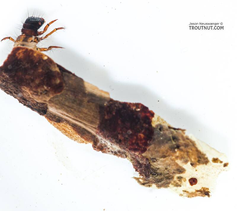 Chyranda centralis (Pale Western Stream Sedge) Caddisfly Larva