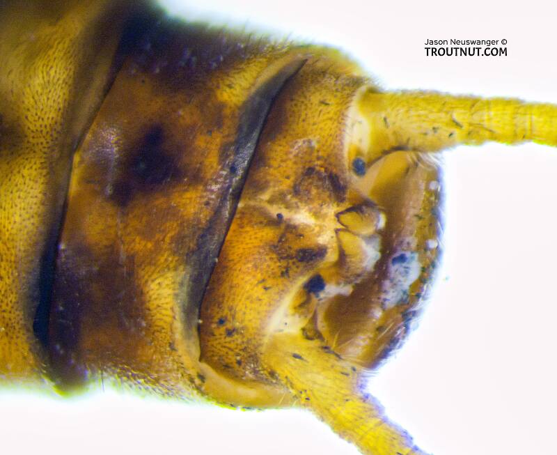 Male Isoperla fulva (Perlodidae) (Yellow Sally) Stonefly Adult from Mystery Creek #295 in Washington