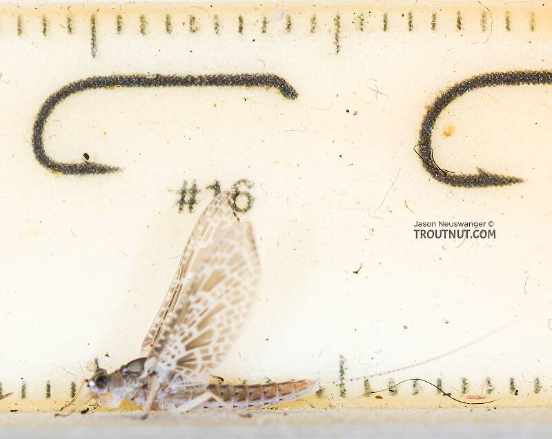 Female Callibaetis (Speckled Duns) Mayfly Dun