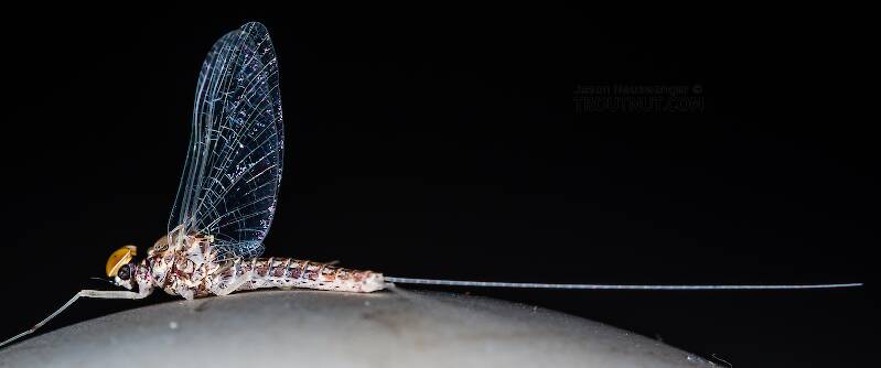 Male Callibaetis (Speckled Duns) Mayfly Spinner