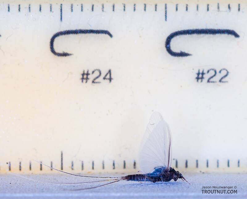 Male Tricorythodes (Tricos) Mayfly Dun