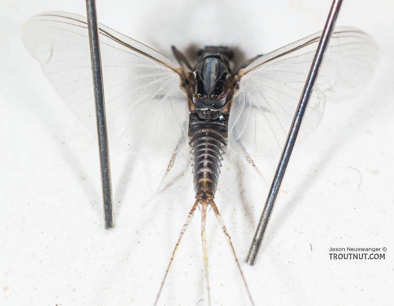 Dorsal view of a Male Tricorythodes (Leptohyphidae) (Trico) Mayfly Dun from Mystery Creek #304 in Idaho