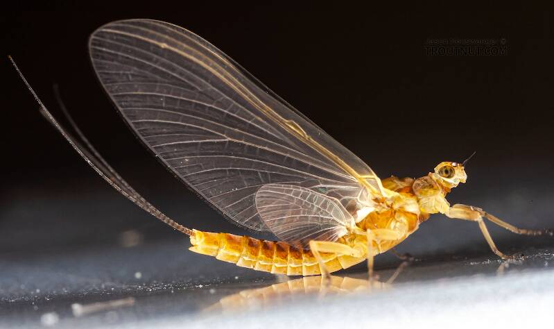 Female Ephemerella invaria (Ephemerellidae) (Sulphur) Mayfly Dun from the Teal River in Wisconsin