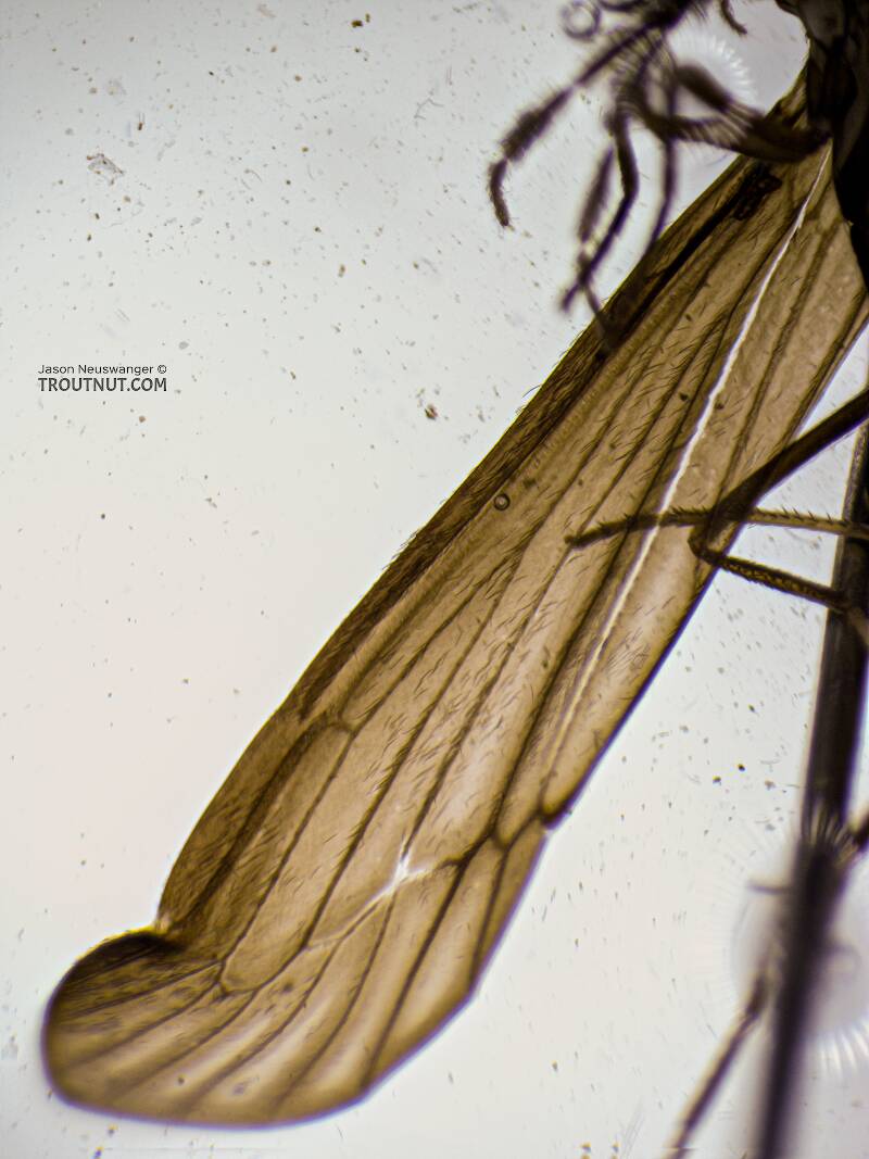 Closeup of the forewing, moderately damaged

Male Mystacides (Leptoceridae) (Black Dancer) Caddisfly Adult from the Namekagon River in Wisconsin