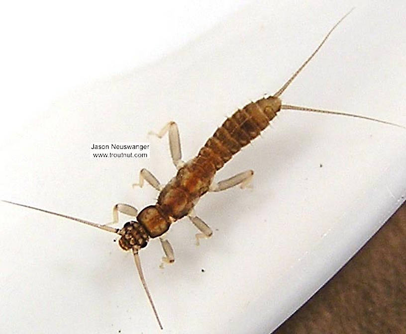 Dorsal view of a Capniidae (Snowfly) Stonefly Nymph from unknown in Wisconsin