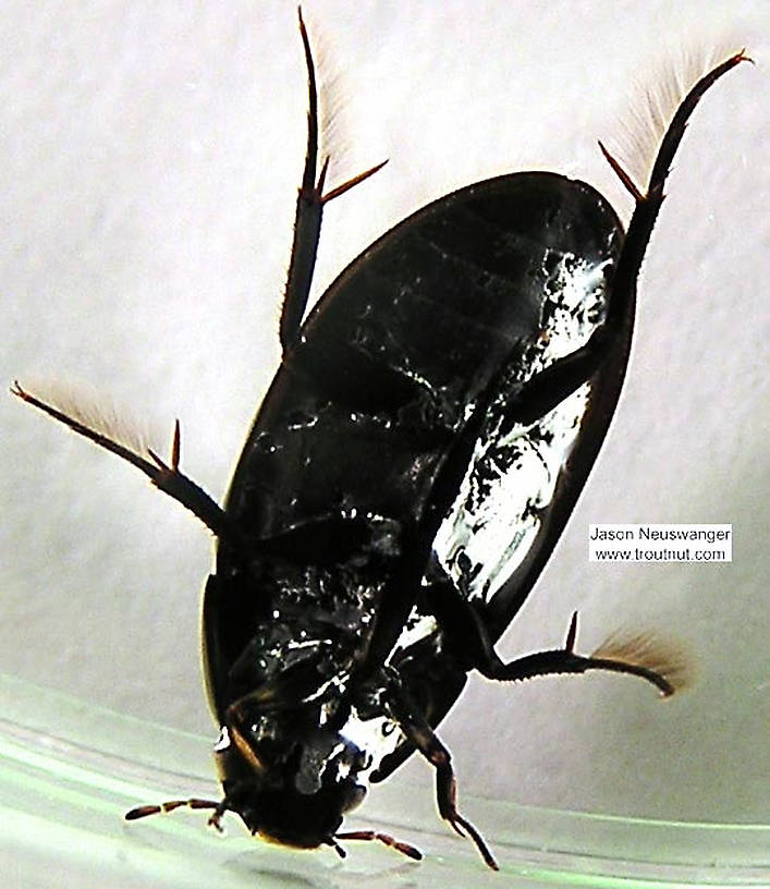 Hydrophilidae (Giant Water Scavenger Beetles) Beetle Adult