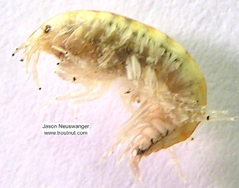 Lateral view of a Amphipoda (Scud) Arthropod Adult from the Namekagon River in Wisconsin