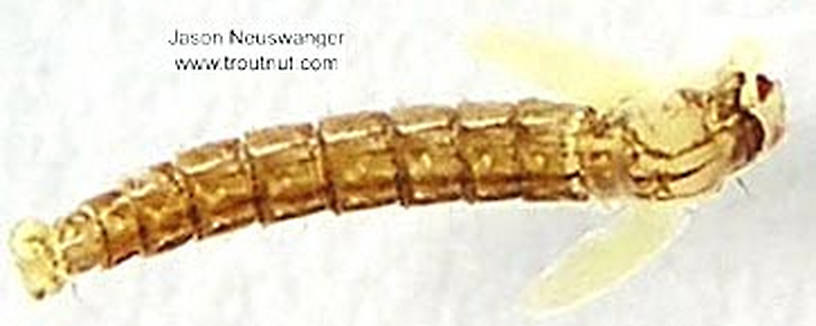 Chironomidae (Midges) True Fly Pupa