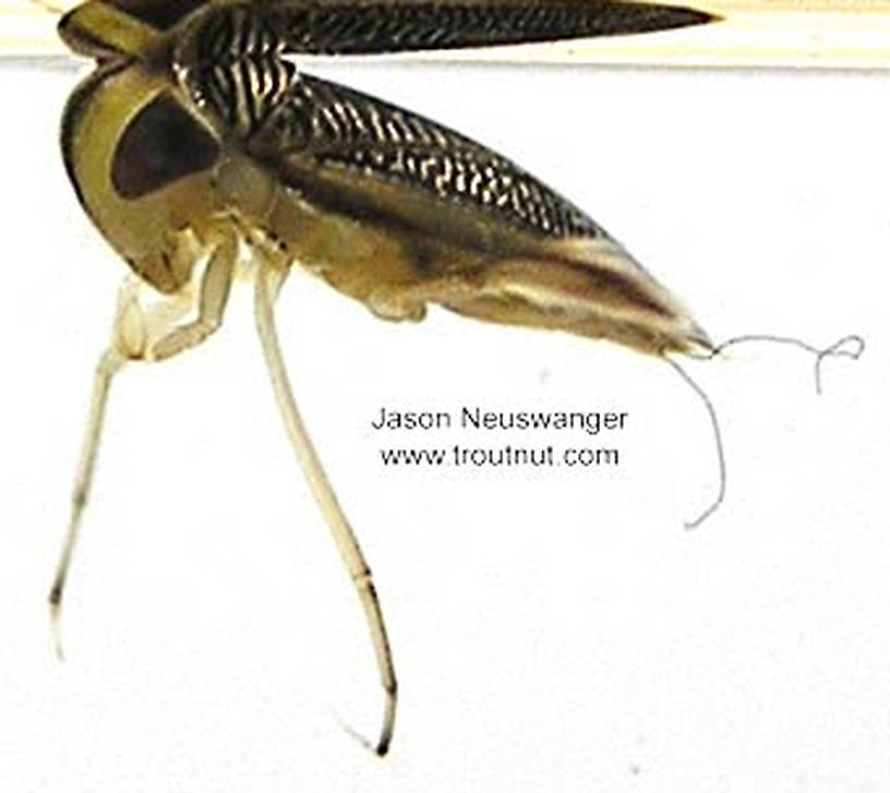 Corixidae (Water Boatmen) True Bug Adult
