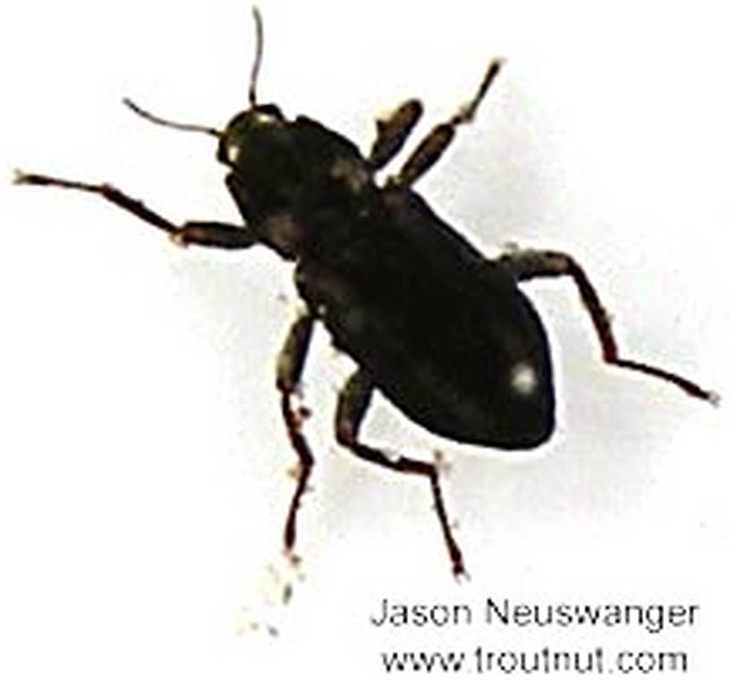 Coleoptera (Beetles) Insect Adult
