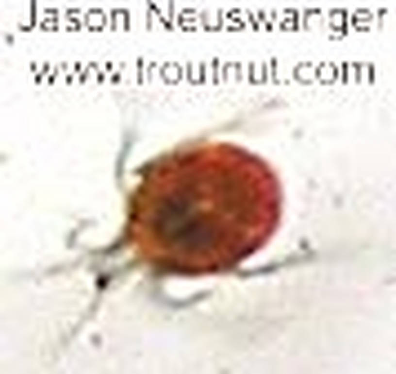 Dorsal view of a Acari (Mite) Arthropod Adult from unknown in Wisconsin