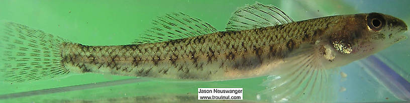 Lateral view of a Percidae (Perch, Walleyes, and Darters) Fish Adult from the Namekagon River in Wisconsin