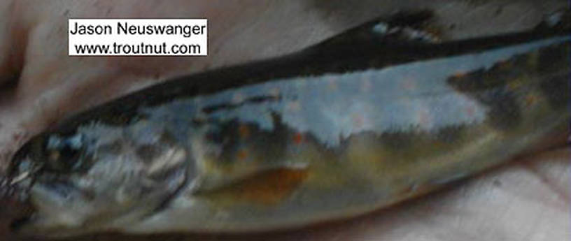 Salmonidae (Trout, Salmon, and Whitefish) Fish Adult
