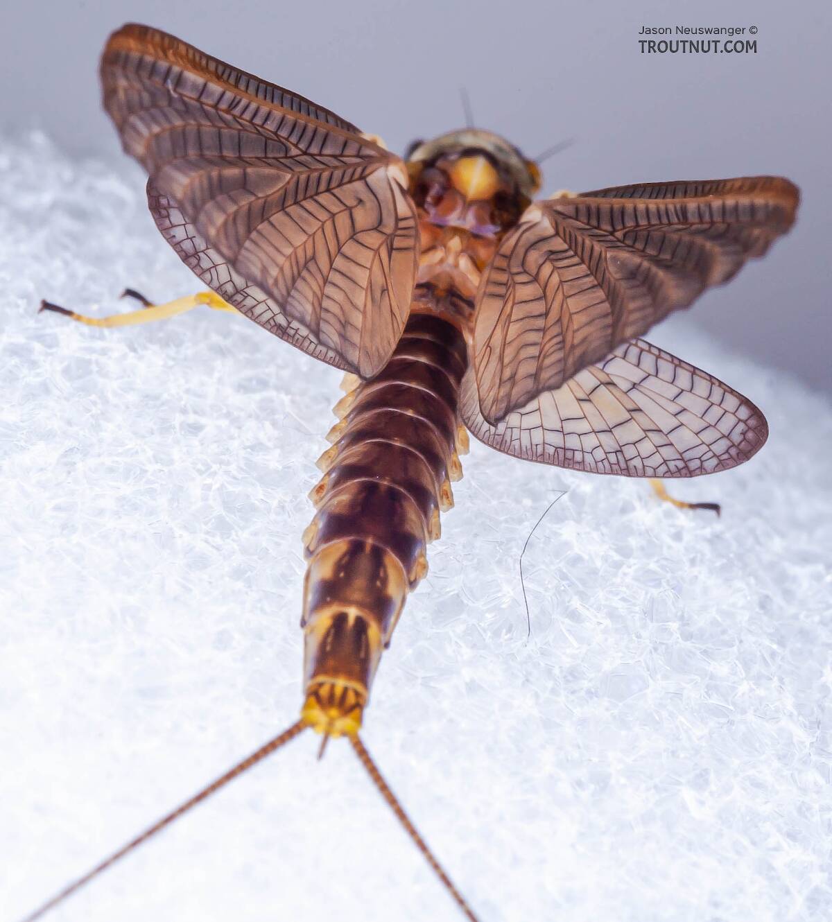 Female Hexagenia atrocaudata (Late Hex) Mayfly Dun