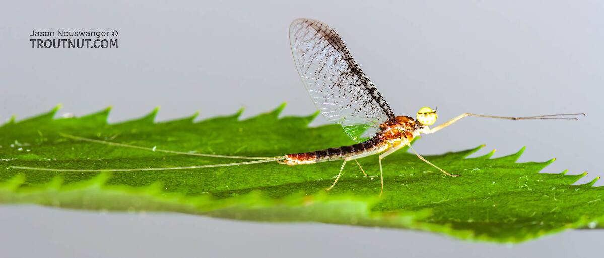 Male Leucrocuta hebe (Little Yellow Quill) Mayfly Spinner