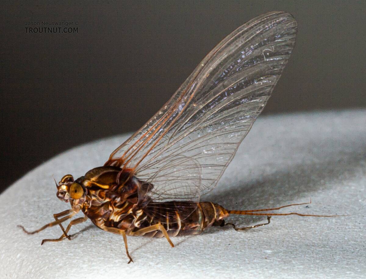 Female Baetisca laurentina (Armored Mayfly) Mayfly Spinner