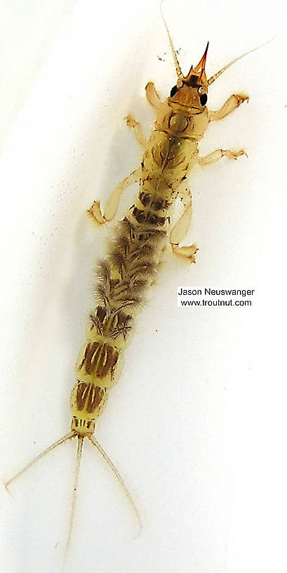 Ephemera simulans (Ephemeridae) (Brown Drake) Mayfly Nymph from the Namekagon River in Wisconsin