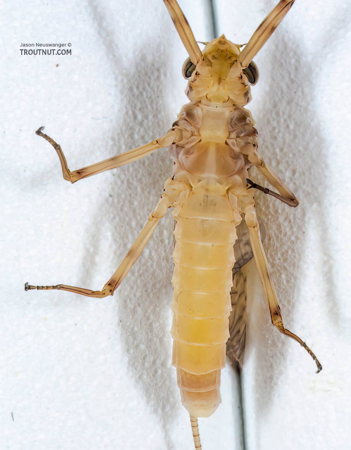 Female Stenonema (March Browns and Cahills) Mayfly Dun