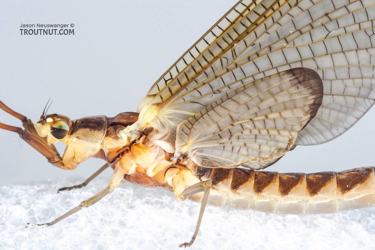 Female Hexagenia limbata (Hex) Mayfly Dun