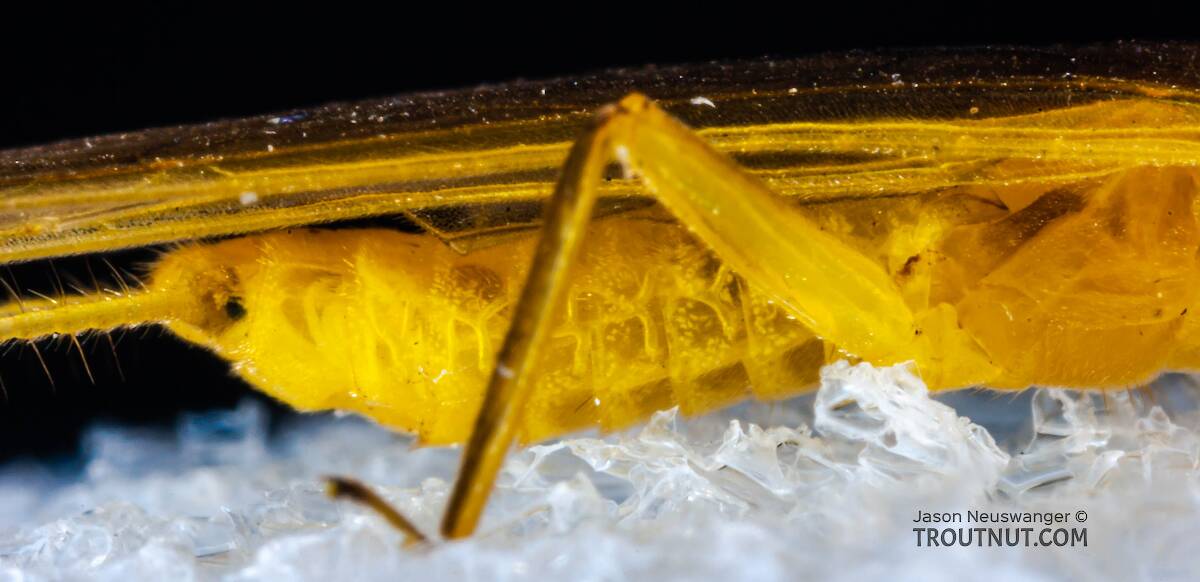 Female Perlesta (Golden Stones) Stonefly Adult