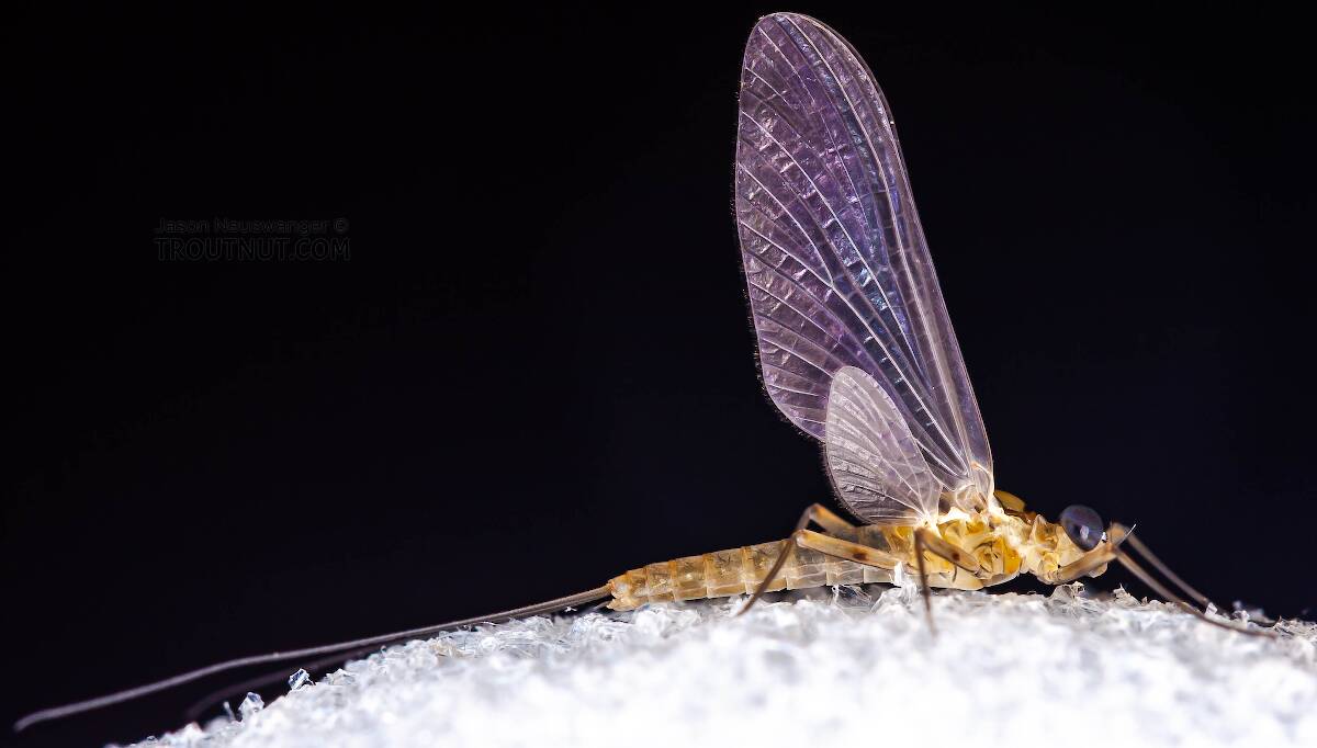 Male Epeorus frisoni  Mayfly Dun