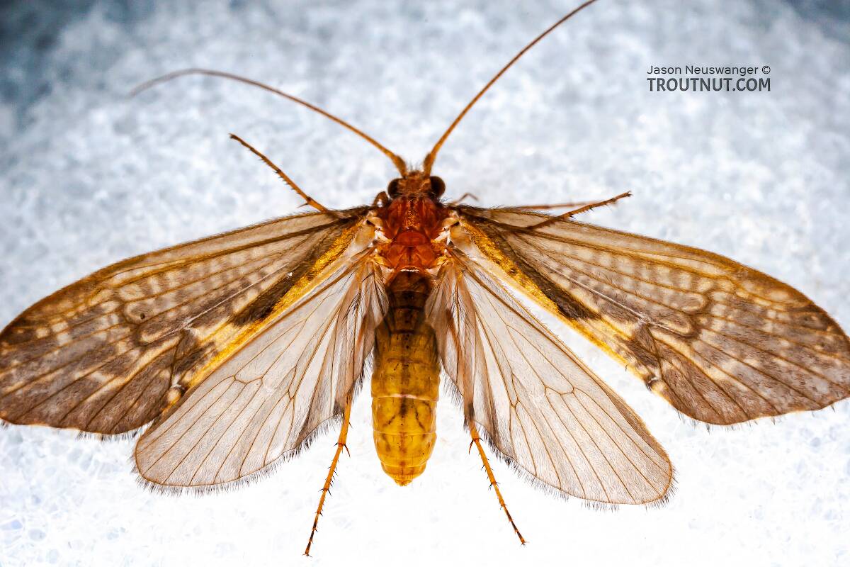 Neophylax (Autumn Mottled Sedges) Caddisfly Adult