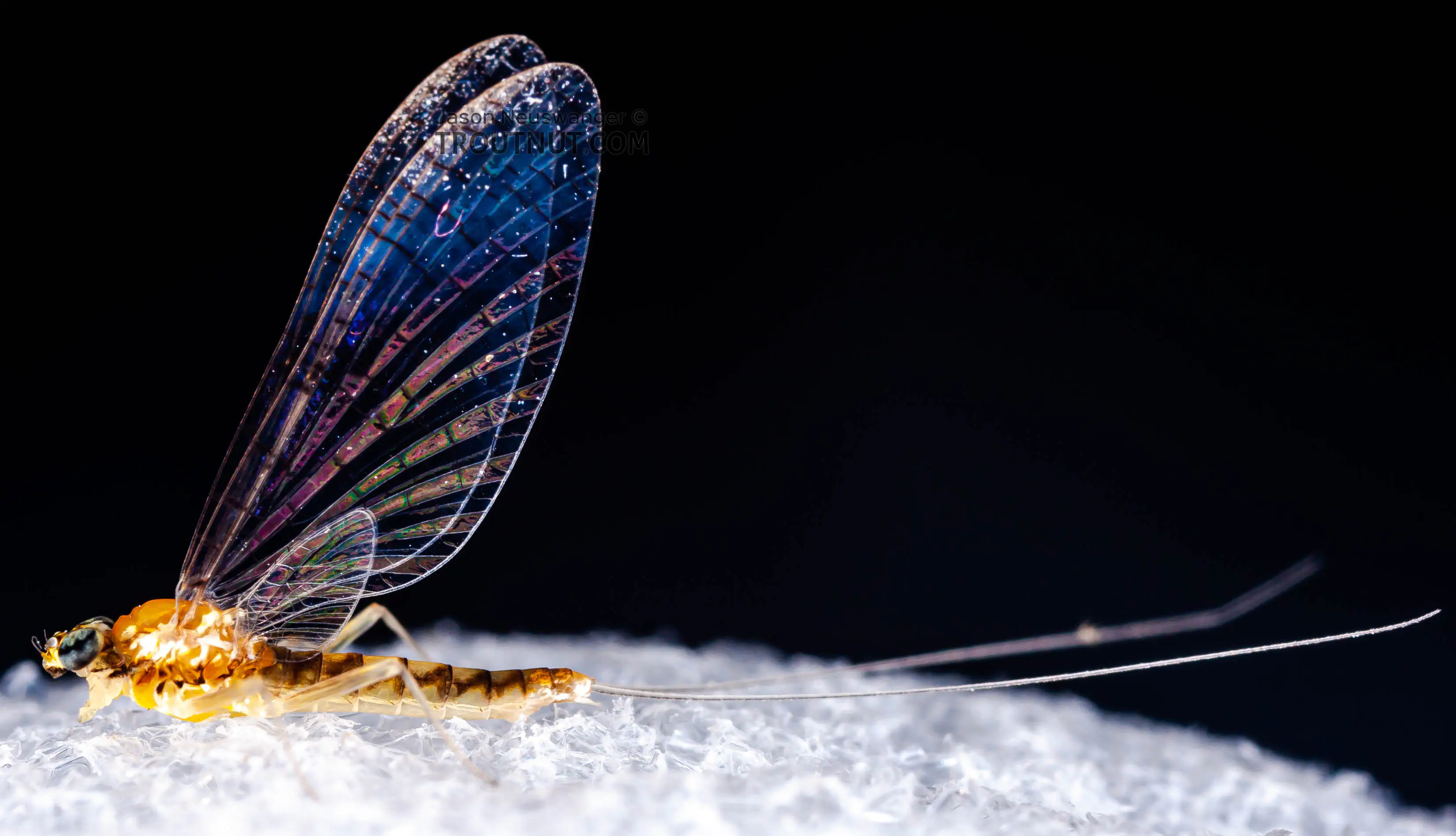 Lateral view of a Female Leucrocuta hebe (Heptageniidae) (Little Yellow Quill) Mayfly Spinner from Mystery Creek #43 in New York
