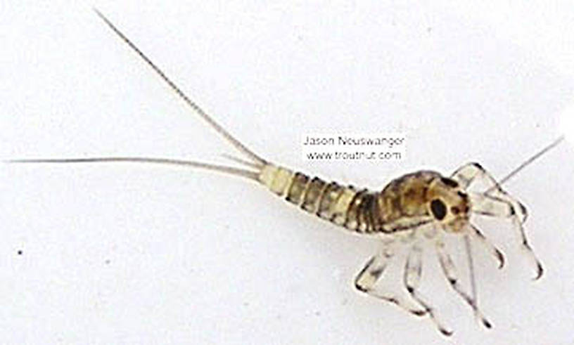 Baetidae (Blue-Winged Olive) Mayfly Nymph from unknown in Wisconsin